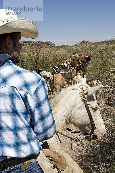 USA  Texas  Dallas  Cowboy und Texas Longhorn-Rinder (Bos taurus)  Rückansicht  Nahaufnahme