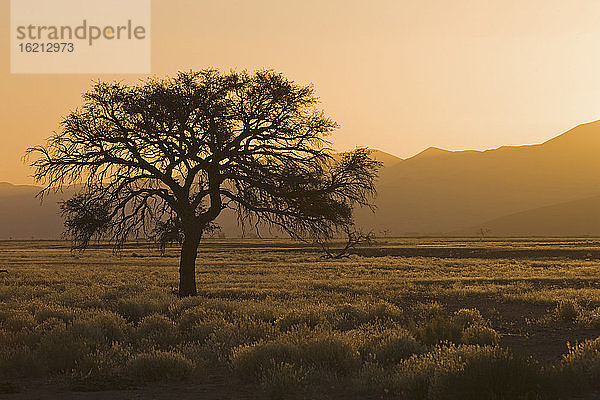 Afrika  Namibia  Tsauchab River  Landschaft bei Sonnenuntergang