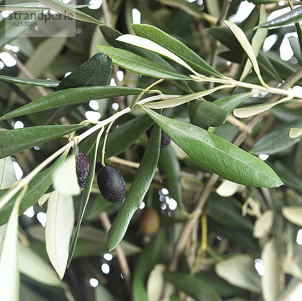 Schwarze Oliven und Laub am Olivenbaum  Nahaufnahme