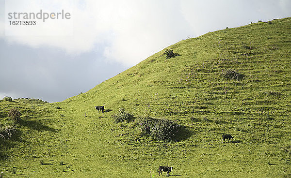 Neuseeland  Rinder auf Weideland