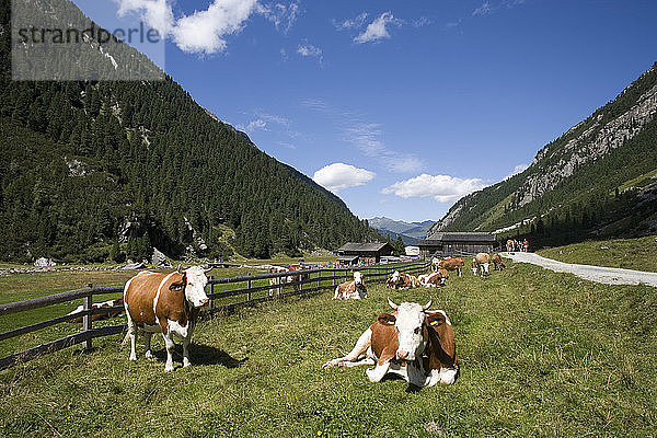 Österreich  Krimmler Achental  Rinderherde auf der Alm