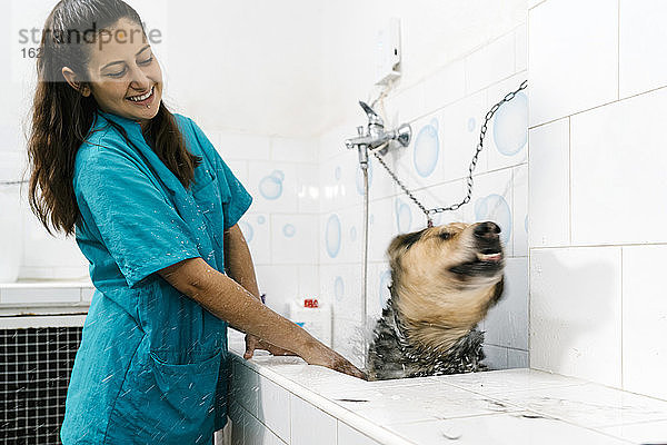 Lächelnde junge Hundefrisörin badet deutschen Schäferhund in einem Waschbecken in einer Tierarztpraxis