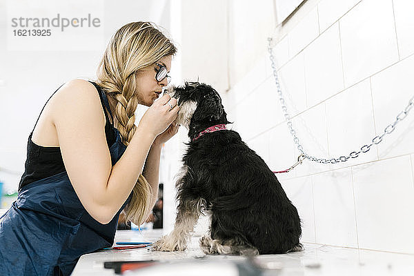 Weiblicher Schnauzer  der auf einem Tisch in einer Tierhandlung sitzt