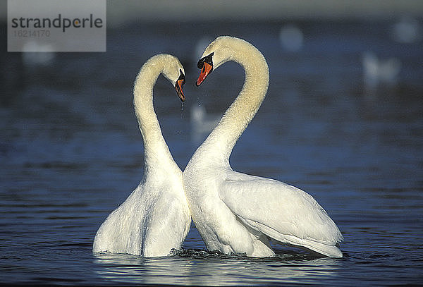 Höckerschwäne auf dem See