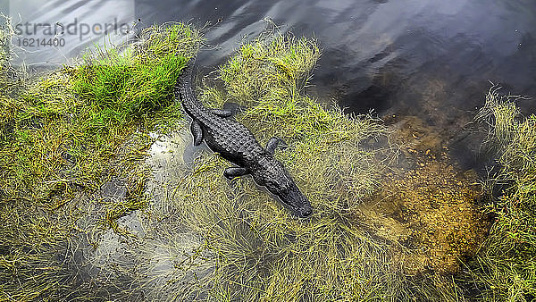 USA  Florida  Amerikanischer Alligator in den Everglades