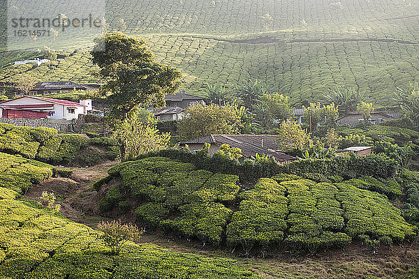 Indien  Südindien  Kerala  Munnar  Blick auf Teeplantagen