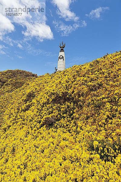 Südatlantik  Vereinigtes Königreich  Britische Überseegebiete  Ost-Falkland  Falklandinseln  Falklands  Port Stanley  Stanley  Blick auf Ulex europaeus-Blüten mit Schlachtdenkmal im Hintergrund