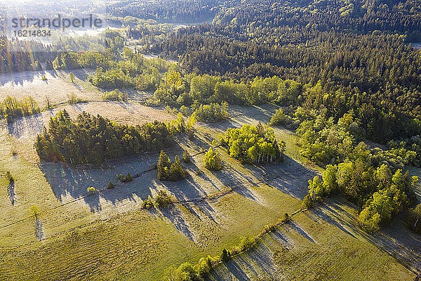 Drohnenansicht eines grünen Sommerwaldes in der Morgendämmerung