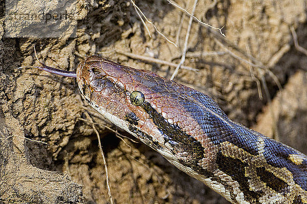 Indien  Madhya Pradesh  Python im Kanha-Nationalpark