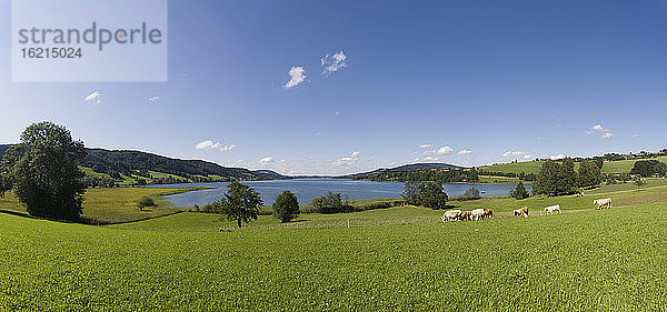 Österreich  Salzkammergut  grasende Hühner am Irrsee