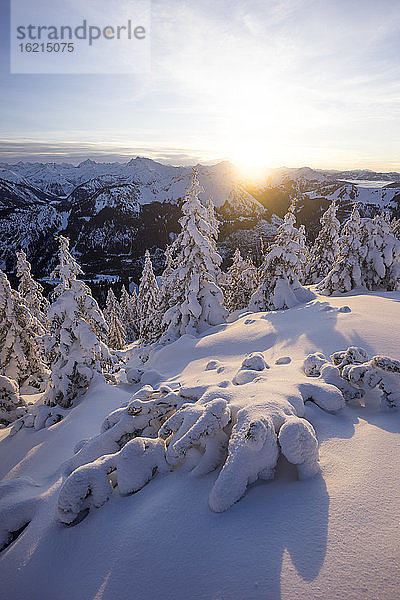 Bäume auf schneebedecktem Berggipfel bei Sonnenuntergang