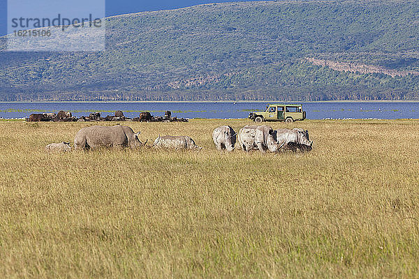Afrika Kenia  Blick auf Breitmaulnashörner im Lake Nakuru National Park