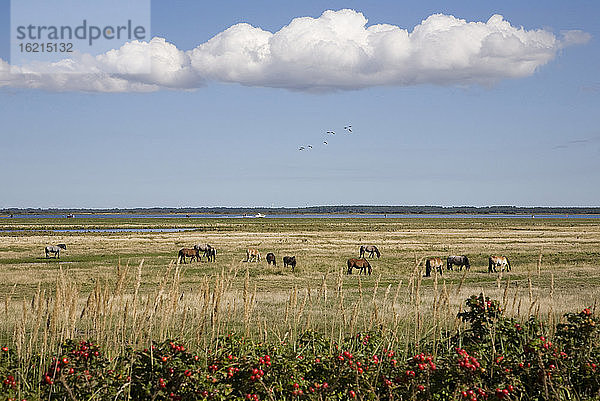 Deutschland  Mecklenburg-Vorpommern  Insel Hiddensee  Vitte  Pferde auf der Weide
