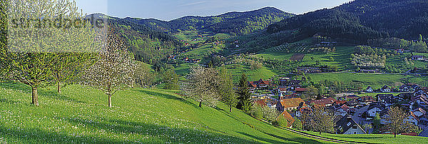 Deutschland  Baden-Württemberg  Seebach  Kirschblüte im Vordergrund