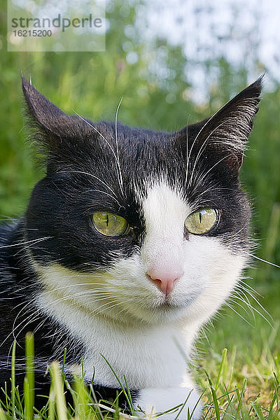 Deutschland  Katze sitzt im Gras  Nahaufnahme