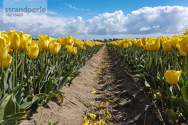 Fußweg über ein großes gelbes Tulpenfeld im Frühling