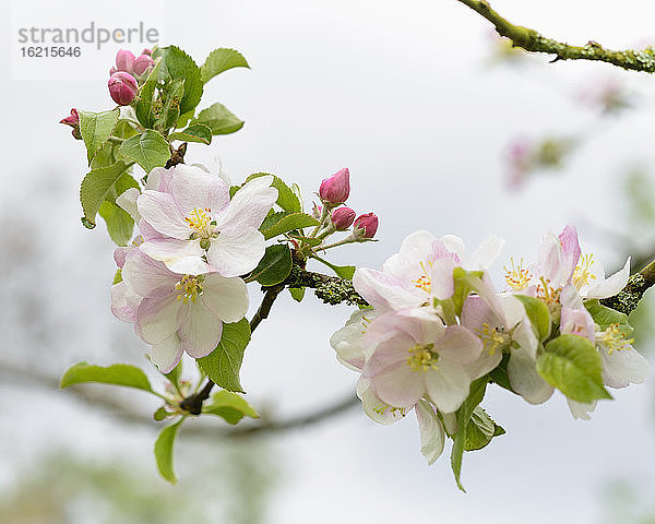 Niederlande  Apfelblüte  Nahaufnahme