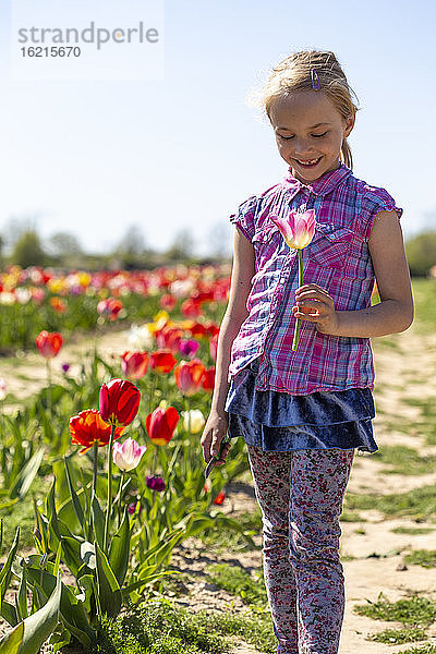 Lächelndes Mädchen  das eine Tulpe in der Hand hält  während es auf einem Feld gegen einen klaren Himmel an einem sonnigen Tag steht