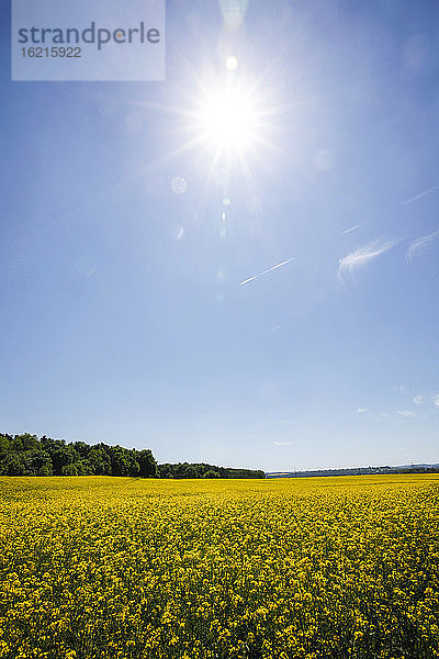 Deutschland  Sachsen  Ansicht von Raps