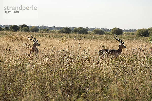 Afrika  Botsuana  Okavango-Delta  Rotes Lechwe im Gras