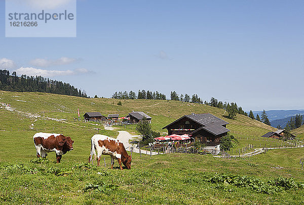 Österreich  Blick auf eine grasende Kuh auf einer Alm bei der Postalm