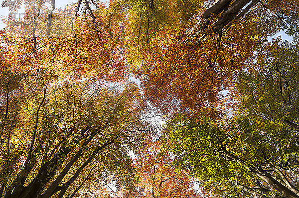 Deutschland  Hessen  Herbstbäume im Sababurger Wald