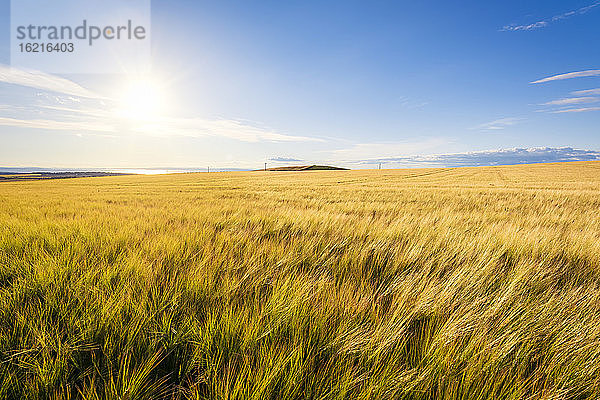 Die Sonne scheint auf ein gelbes Gerstenfeld (Hordeum vulgare) im Sommer