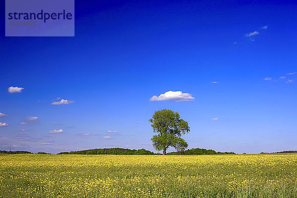 Klarer blauer Himmel über einem großen Rapsfeld im Frühling