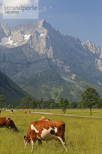 Österreich  Tirol  Blick auf Kuh auf Wiese mit Berg im Hintergrund