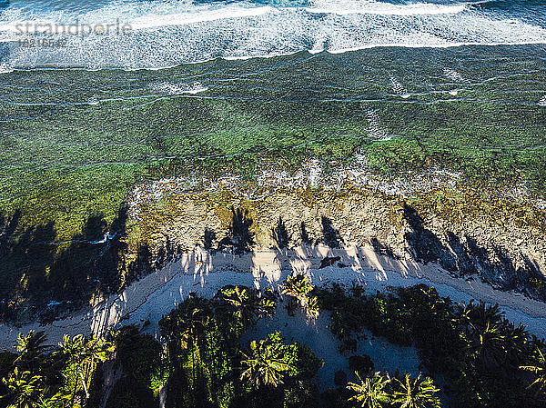Drohnenansicht von Palmen am tropischen Strand im Sommer