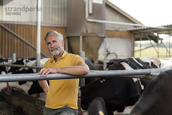 Nachdenklicher reifer Bauer im Kuhstall auf einem Bauernhof