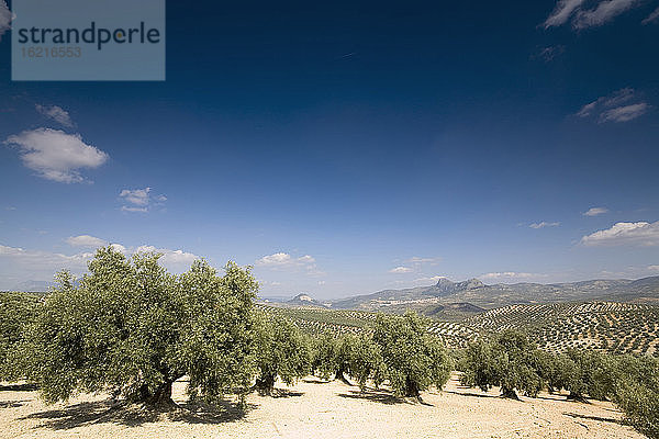 Spanien  Andalusien  Olivenbäume in der Sierra de Rute