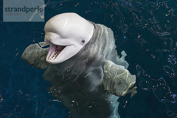 Weißer Wal im Aquarium
