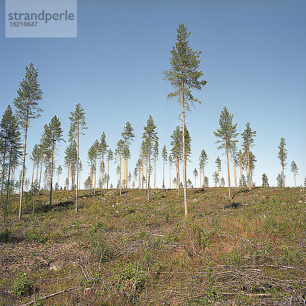 Finnland  Baumlandschaft