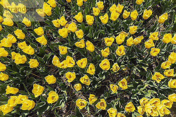Gelbe Tulpen blühen auf einem Frühlingsfeld