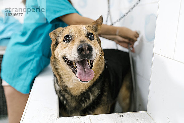 Nahaufnahme eines Deutschen Schäferhundes  der seine Zunge herausstreckt  während er im Waschbecken eines Tierarztes steht