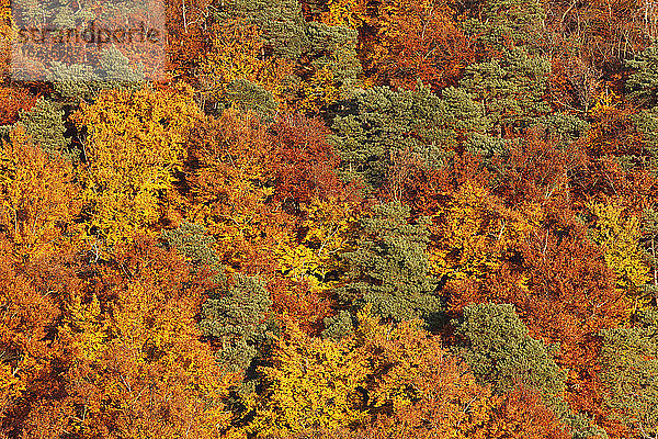 Österreich  Niederösterreich  Wachau  Luftaufnahme eines Waldes im Herbst