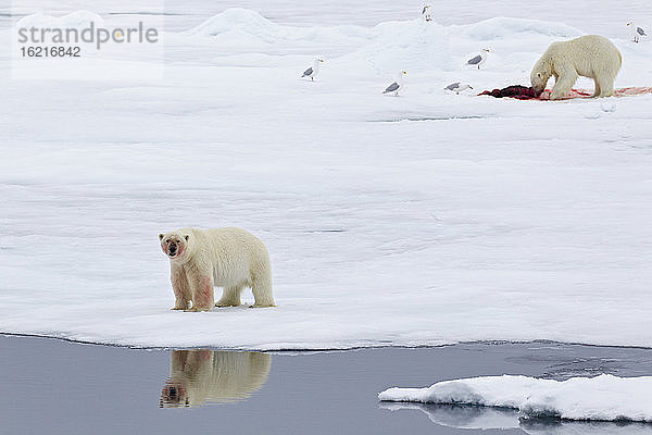 Europa  Norwegen  Svalbard  Eisbär mit Vögeln frisst getötete Robbe