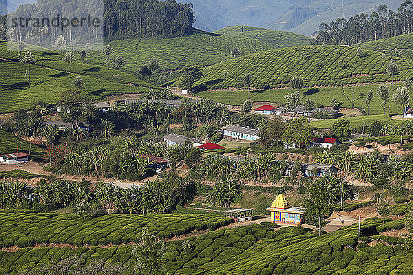 Indien  Südindien  Kerala  Munnar  Blick auf Teeplantagen