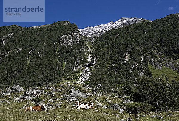 Österreich  Krimmler Achental  Hohe Tauern  Rinderherde