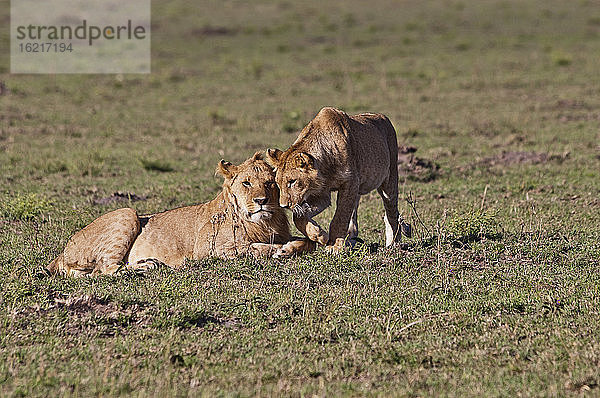 Afrika  Kenia  Löwen im Maasai Mara National Park
