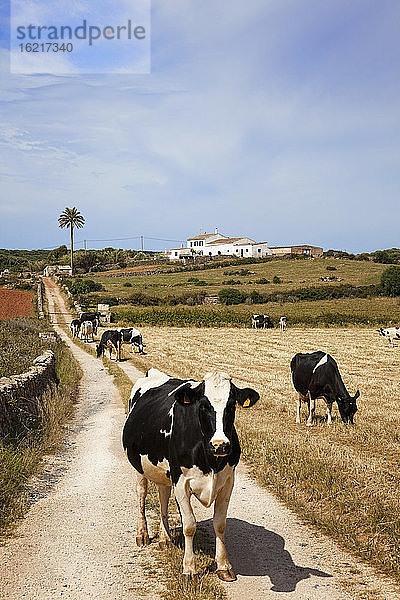 Spanien  Menorca  Kühe