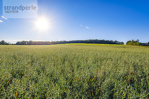 Die Sonne scheint auf ein grünes Haferfeld (Avena sativa) im Sommer