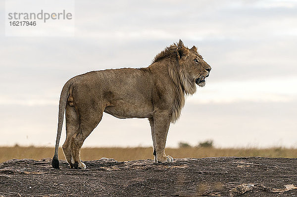 Afrika  Kenia  Löwe im Maasai Mara National Park