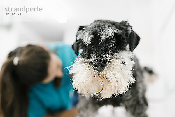 Nahaufnahme eines niedlichen Schnauzers mit einem Hundefriseur im Hintergrund in einer Tierarztpraxis