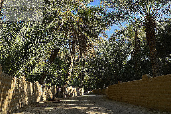 Arabien  Vereinigte Arabische Emirate  Palmengarten in der Oase Al Ain im Emirat Abu Dhabi