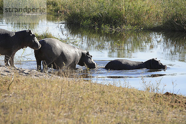 Afrika  Botswana  Okavango-Delta  Flusspferd (Hippopotamus amphibius) bei der Flussüberquerung