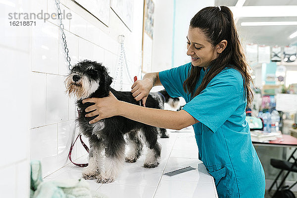 Junge Frau kämmt Schnauzer auf einem Tisch in einem Tierarztpraxissalon