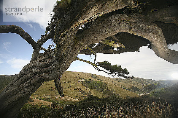 Neuseeland  Hügellandschaft  Knorriger Baum im Vordergrund