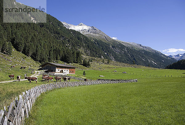 Österreich  Krimmler Achental  Hohe Tauern Gebirge  Weideland